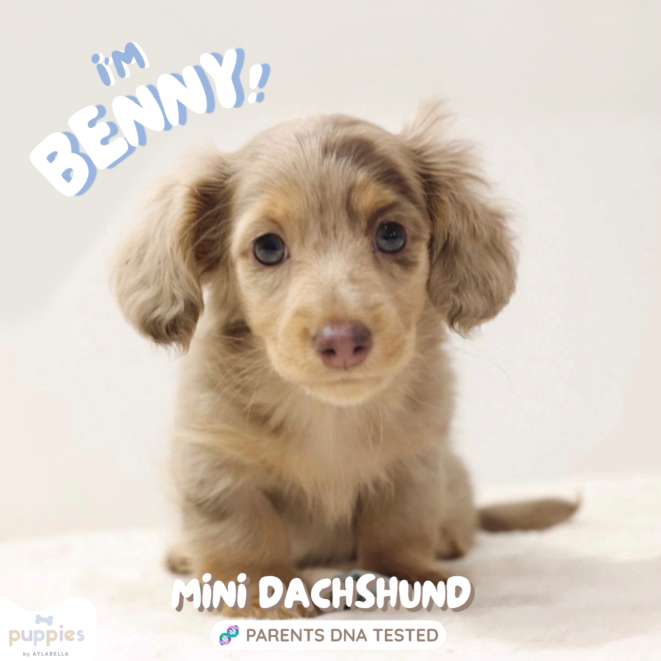 Benny (Male Dapple Mini Dachshund - Australia 🇦🇺) Arriving in July | DNA Tested Parents 🧬