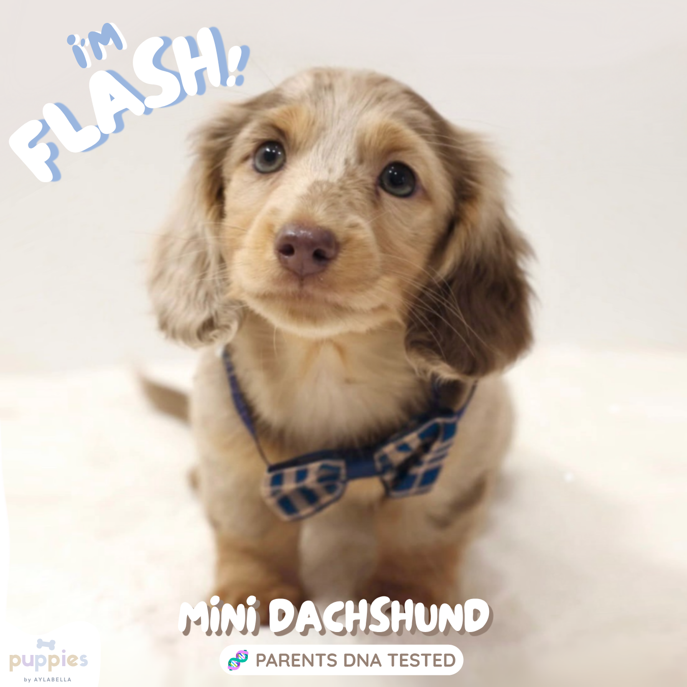 Flash (Mini Male Dapple Dachshund - Australia 🇦🇺) Arriving in July | DNA Tested Parents 🧬