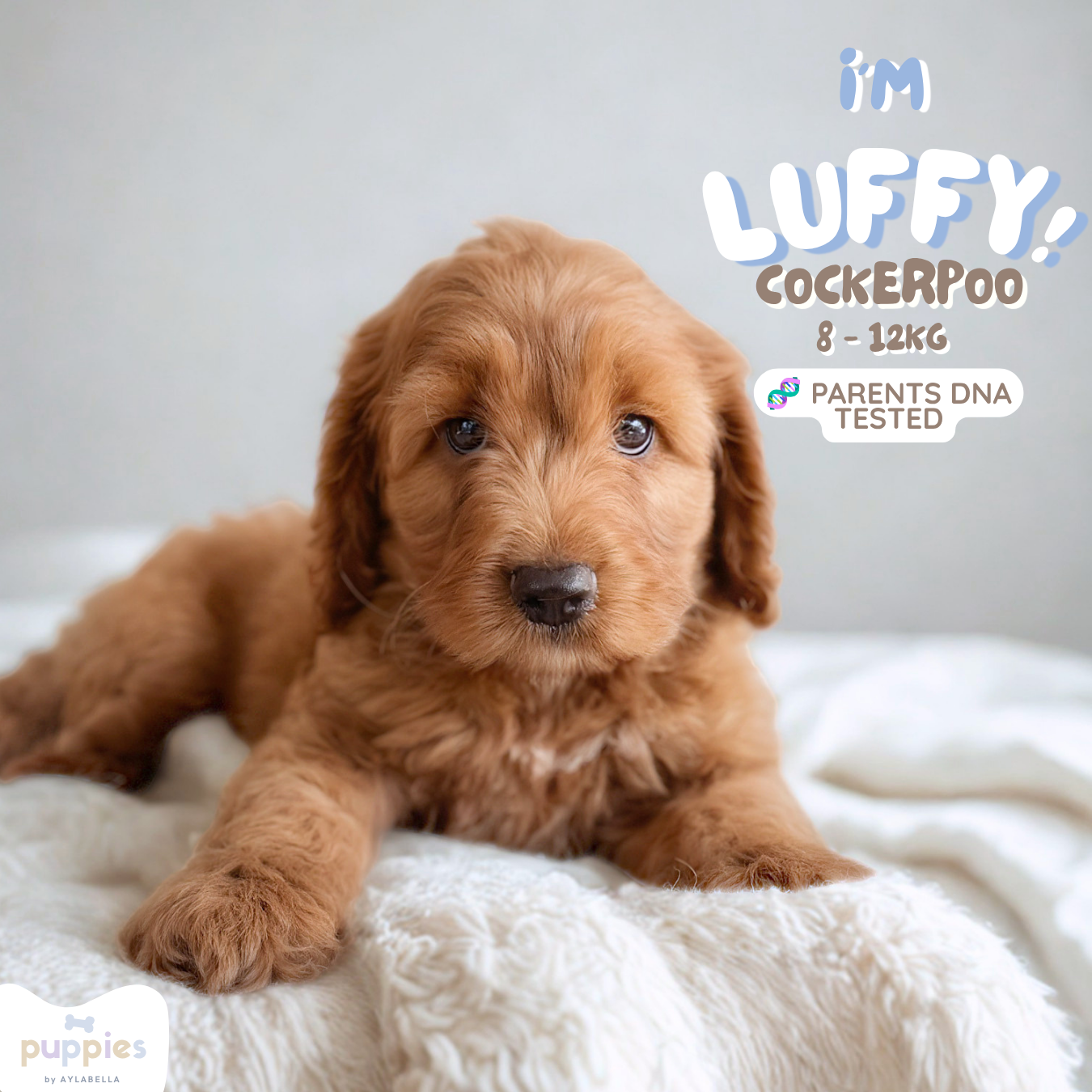 Luffy (F1 Cockerpoo Boy - Australia 🇦🇺) Arriving in July | DNA Tested Parents 🧬