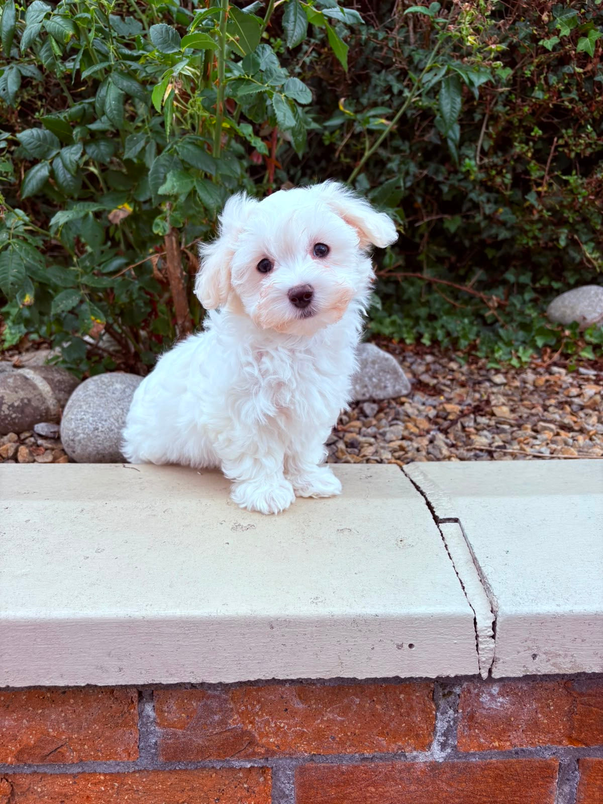 Milky (Female Maltese - Ireland ๐ฎ๐ช) | Open for Reservations