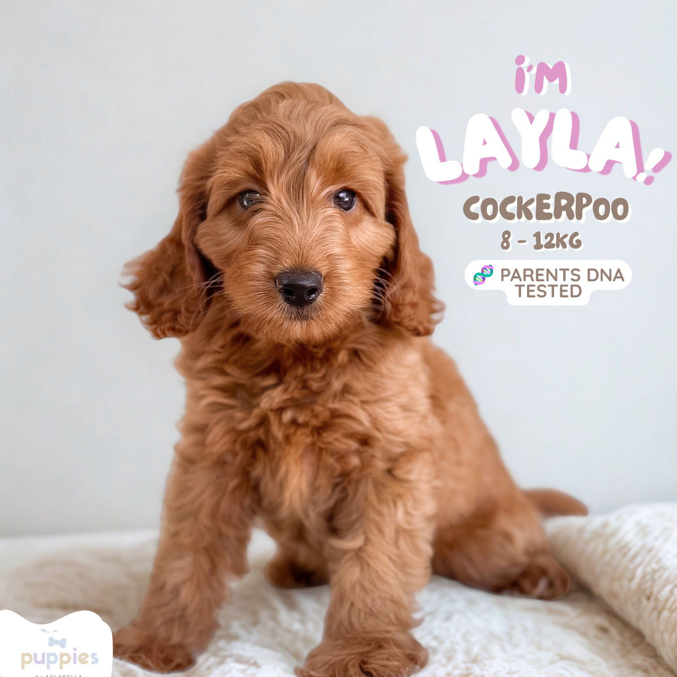Layla (F1 Cockerpoo Girl - Australia 🇦🇺) Arriving in July | DNA Tested Parents 🧬