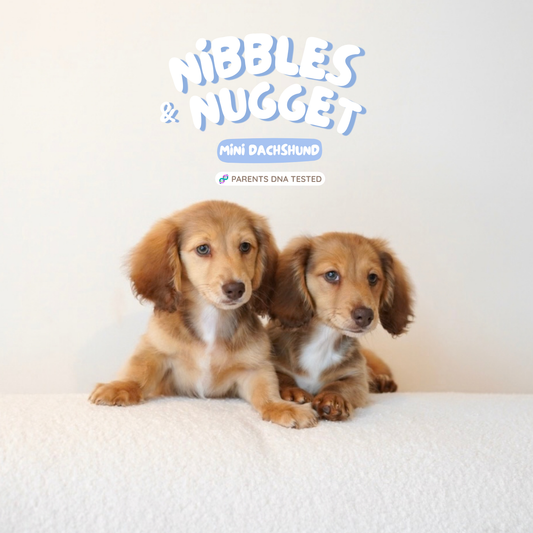 Nibbles (Mini Dachshund - Australia 🇦🇺) | Open for Reservations | DNA Tested Parents 🧬