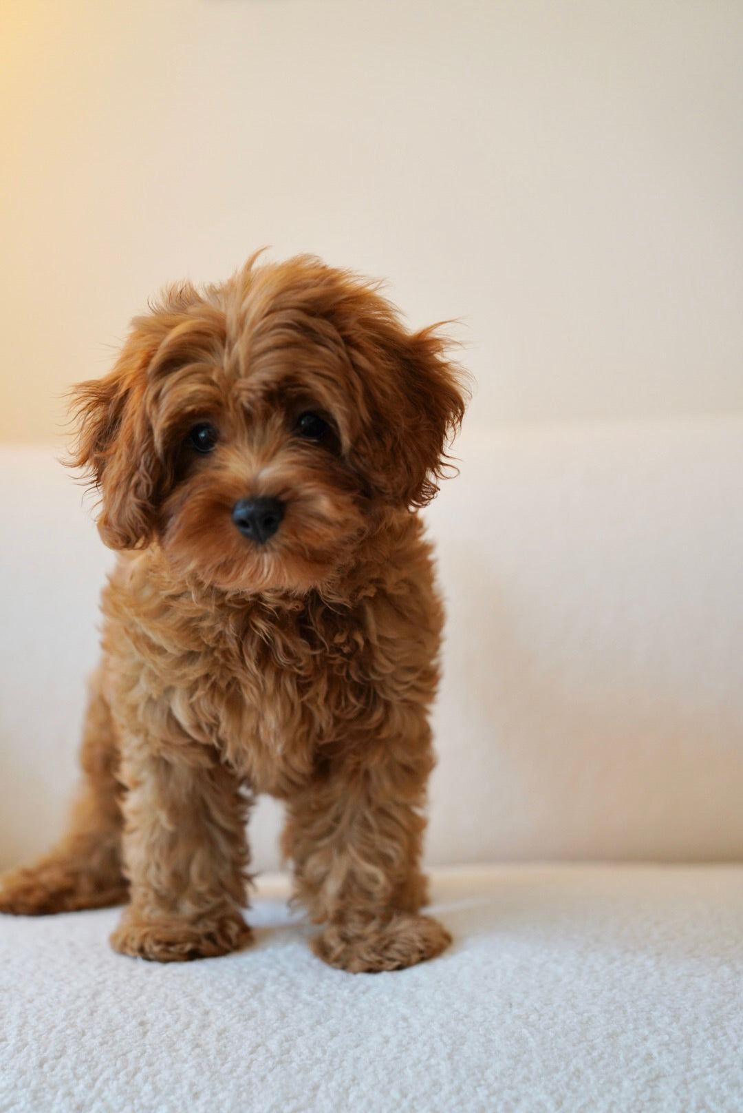 Muffin (F1 Cavapoo Boy - Australia 🇦🇺) Available Now | DNA Tested Parents 🧬
