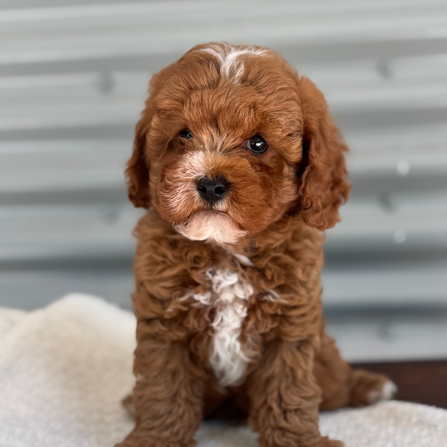 Milo (F1 Cavapoo Boy - Australia 🇦🇺) Arriving in July