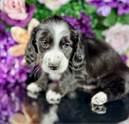 Kobe (Mini Dachshund - Australia 🇦🇺) Toby & Savvy Litter | Open for Reservations | DNA Tested Parents 🧬
