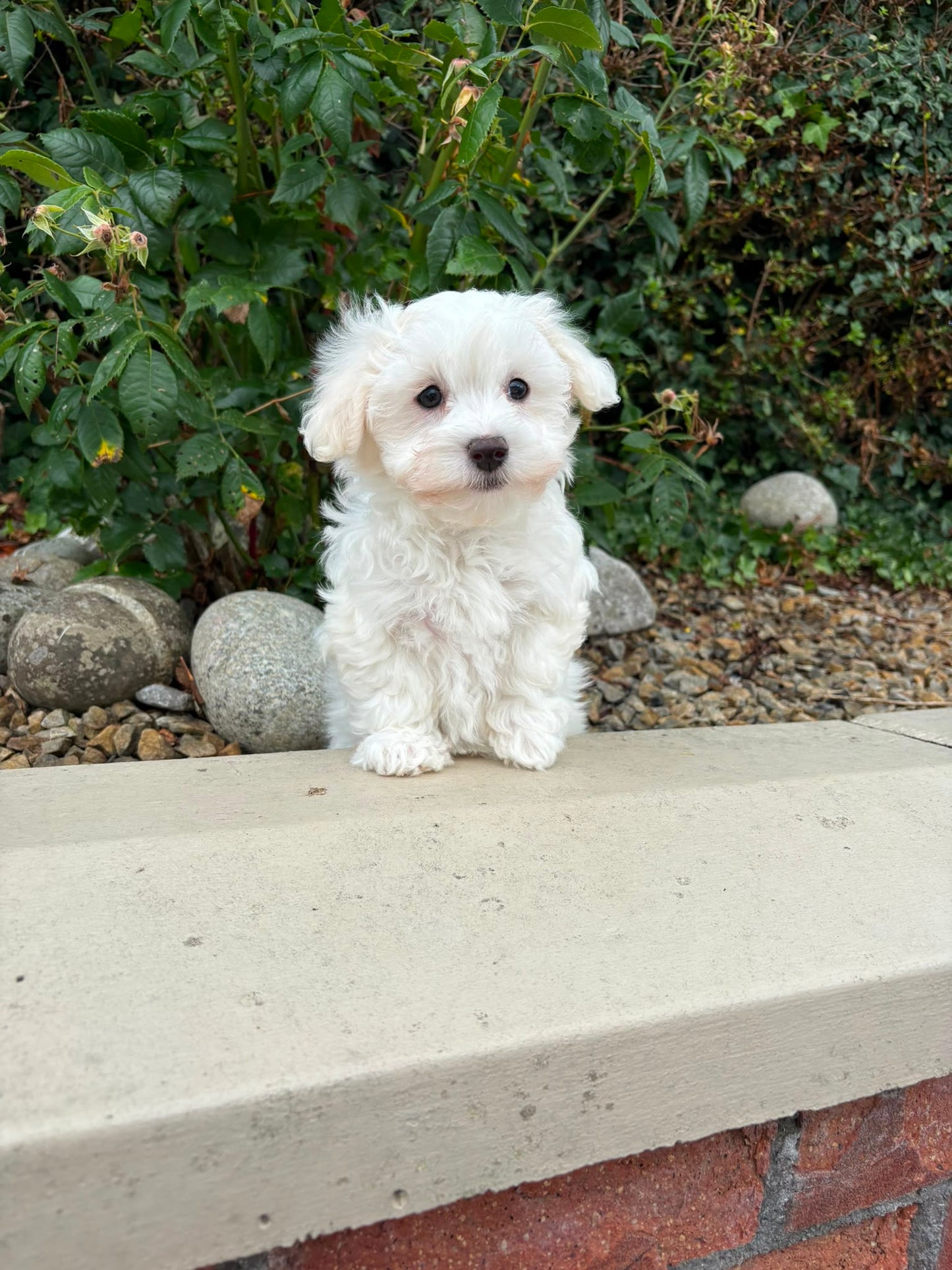 Marshy (Male Maltese - Ireland ๐ฎ๐ช) | Open for Reservations