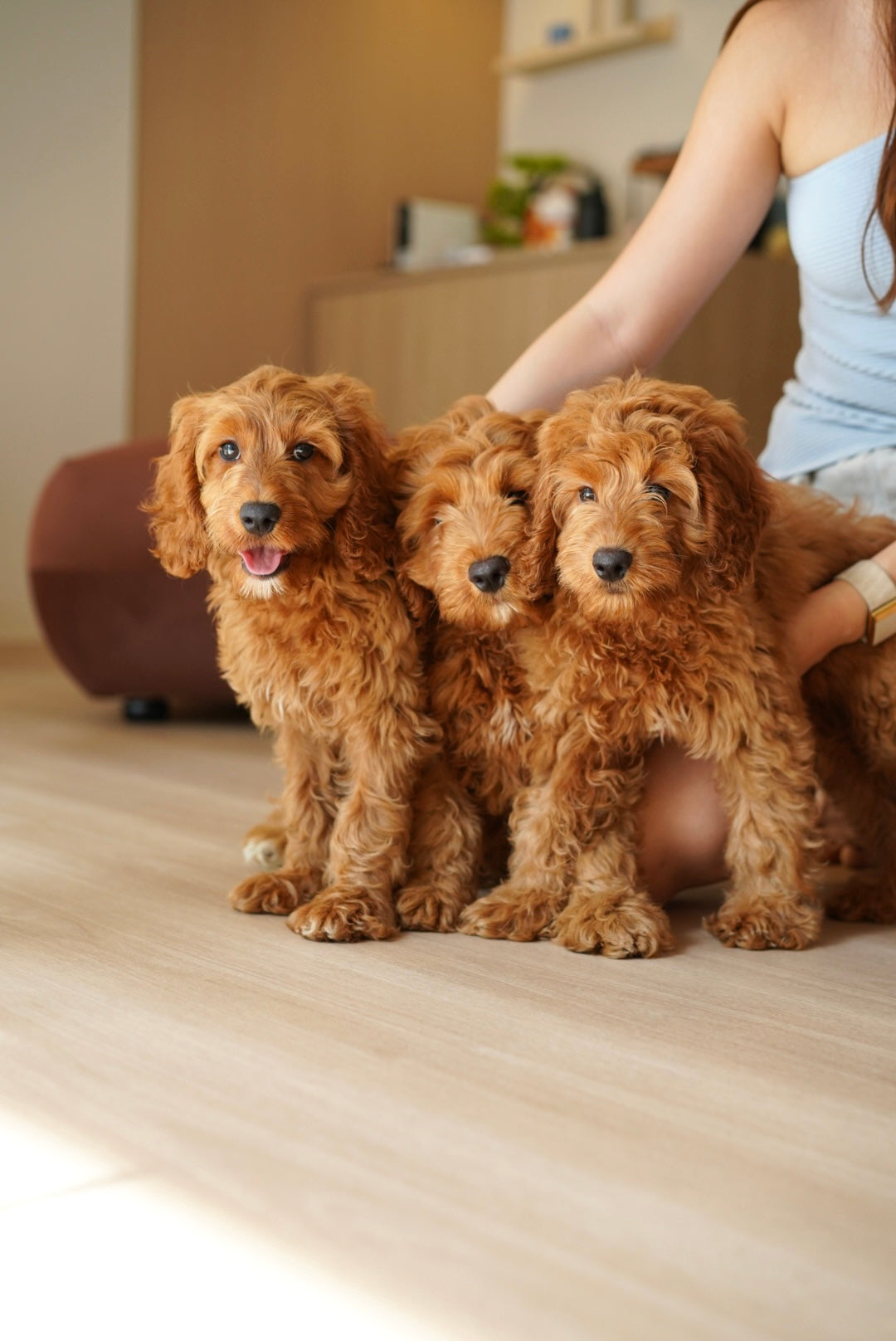 Bringing Home Puppy #2? Read This!