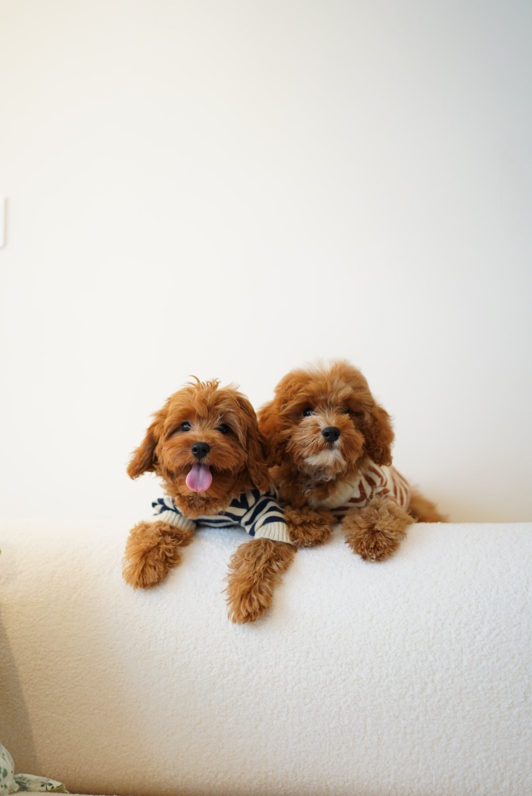🐶 Creating a Happy, Structured Daily Routine