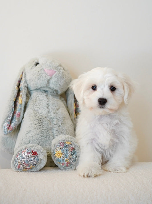 🐶 Your Puppy’s First Day Home — Step by Step Guide