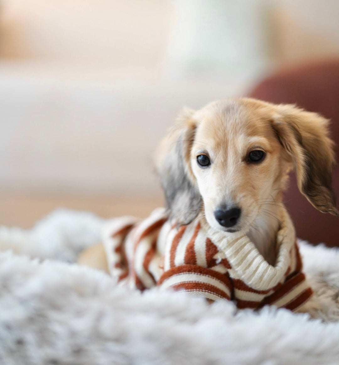Puppy Starter Kit - What's Included?