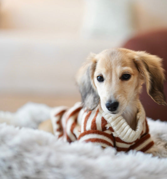 Puppy Starter Kit - What's Included?