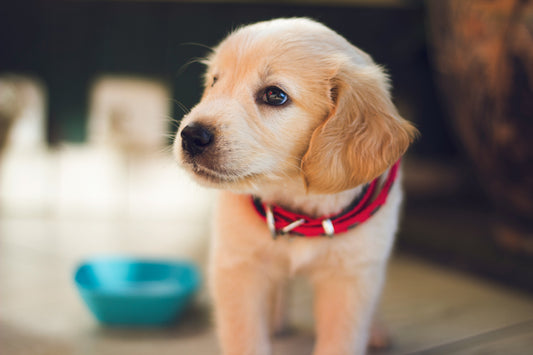 Bringing Home Puppy #2? Read This!