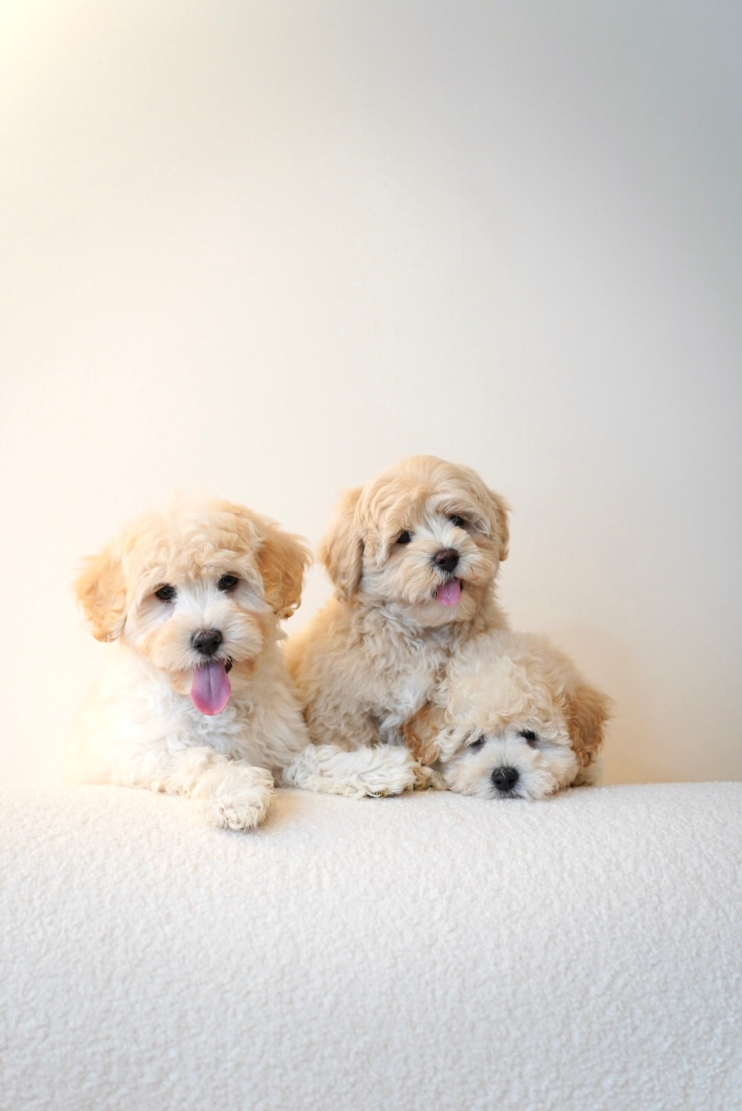 Maltipoo (Maltese x Poodle)