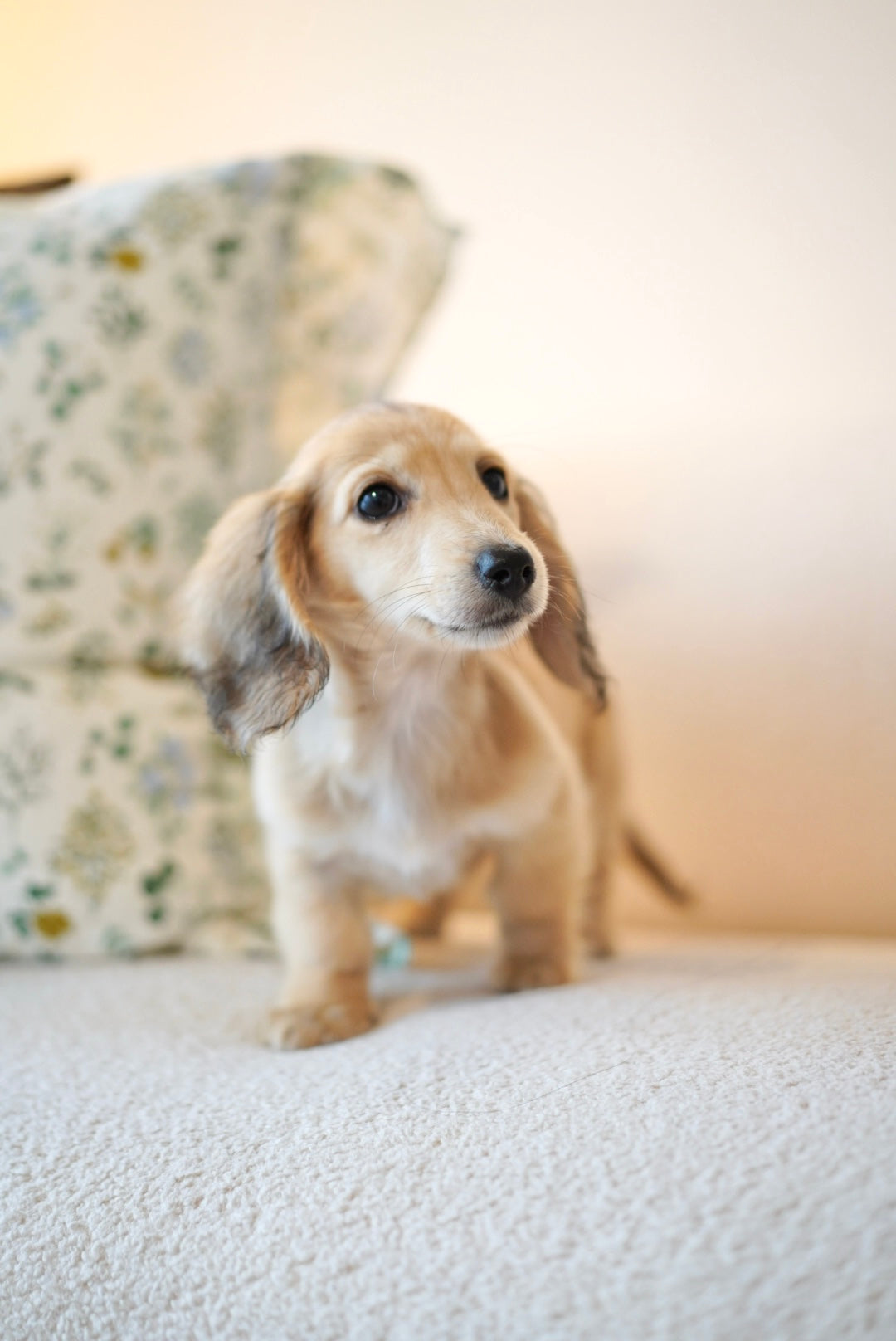 Dachshunds