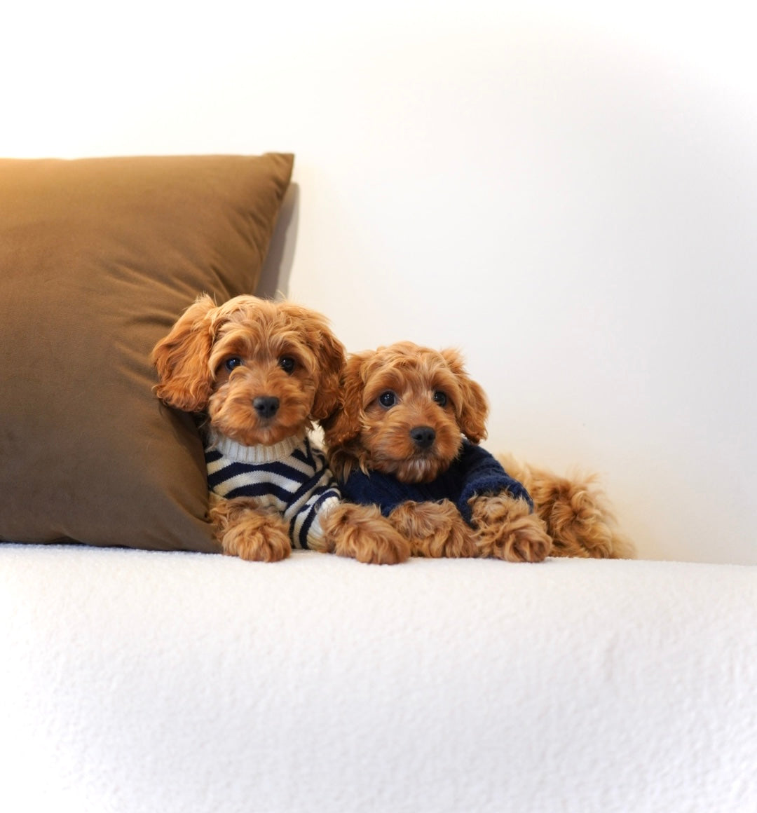 Available Cavapoos
