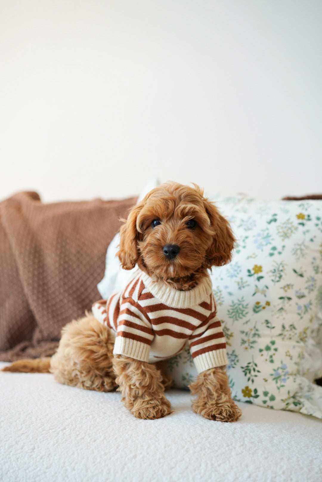 Cavapoos (King Charles Cavalier x Poodle)