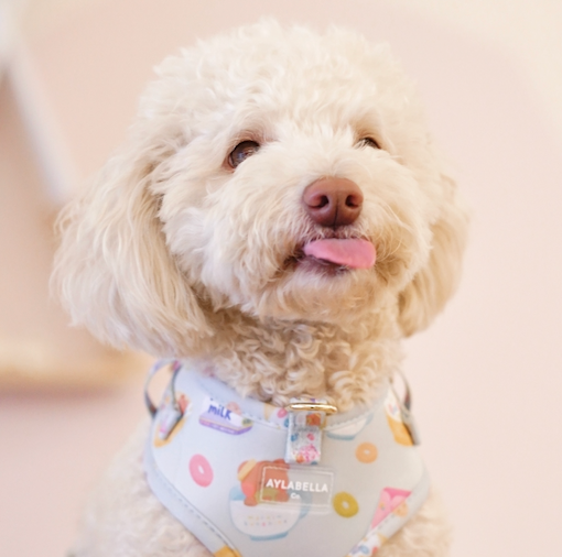 Maltipoo (Maltese x Poodle)