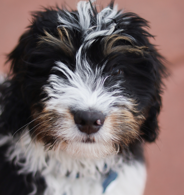 Bernedoodle (Bernese Mountain Dog x Poodle)
