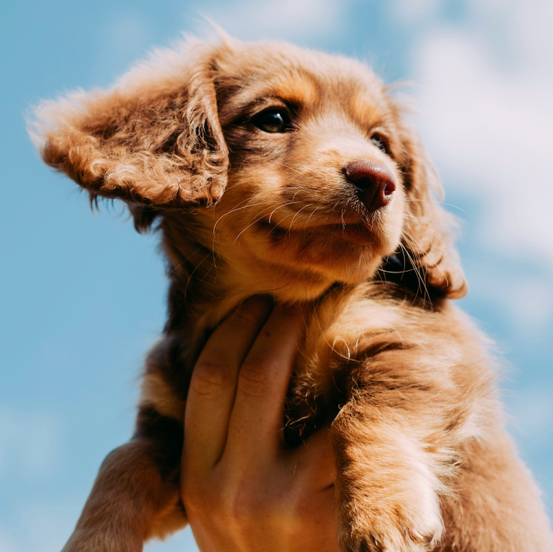 Dachshunds