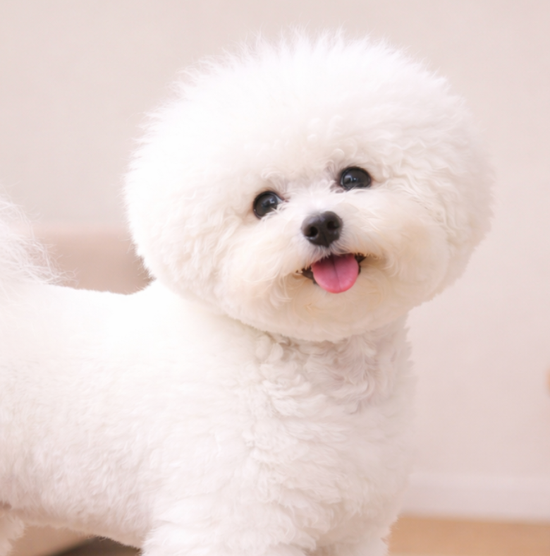 Bichon Frise