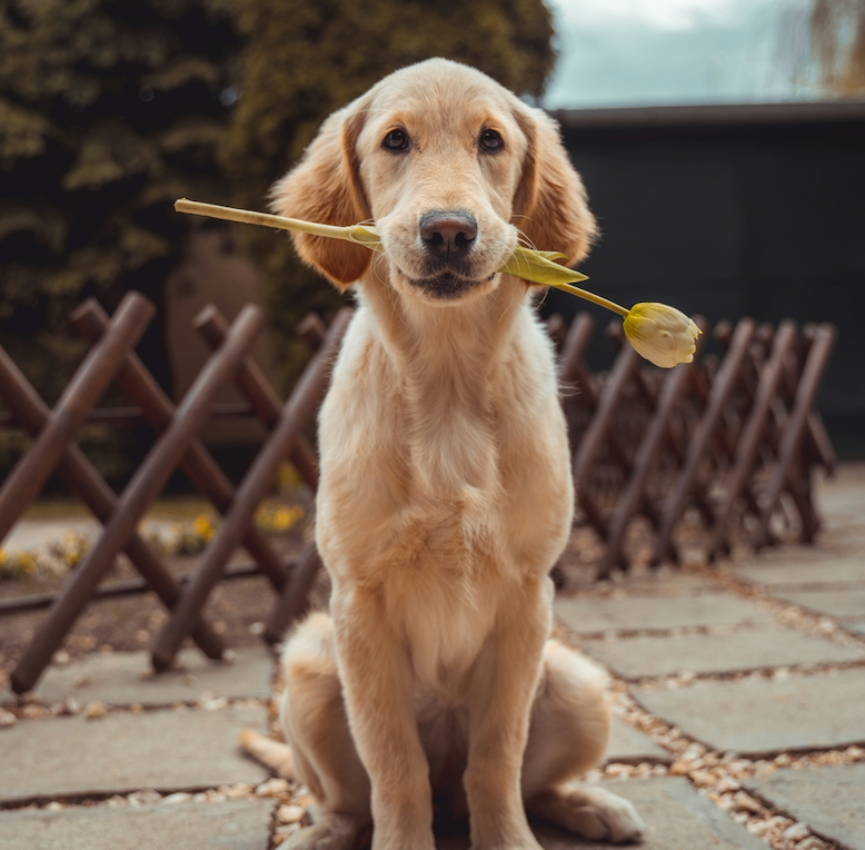 Ethical breeding, welfare based and responsible sourcing