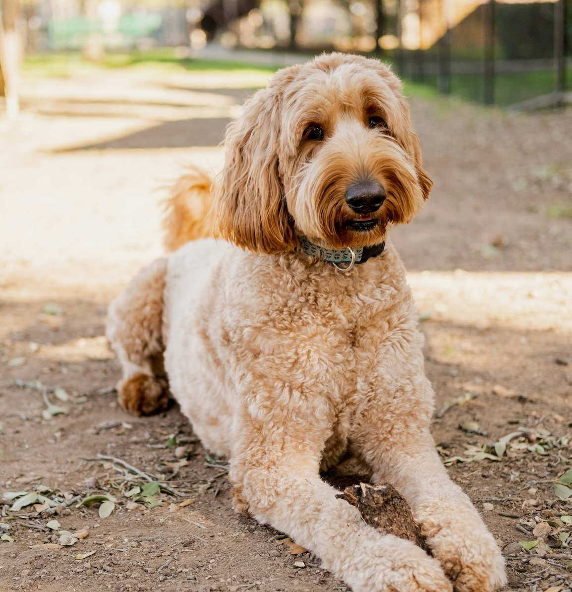 Goldendoodles (Golden Retriever x Poodle)