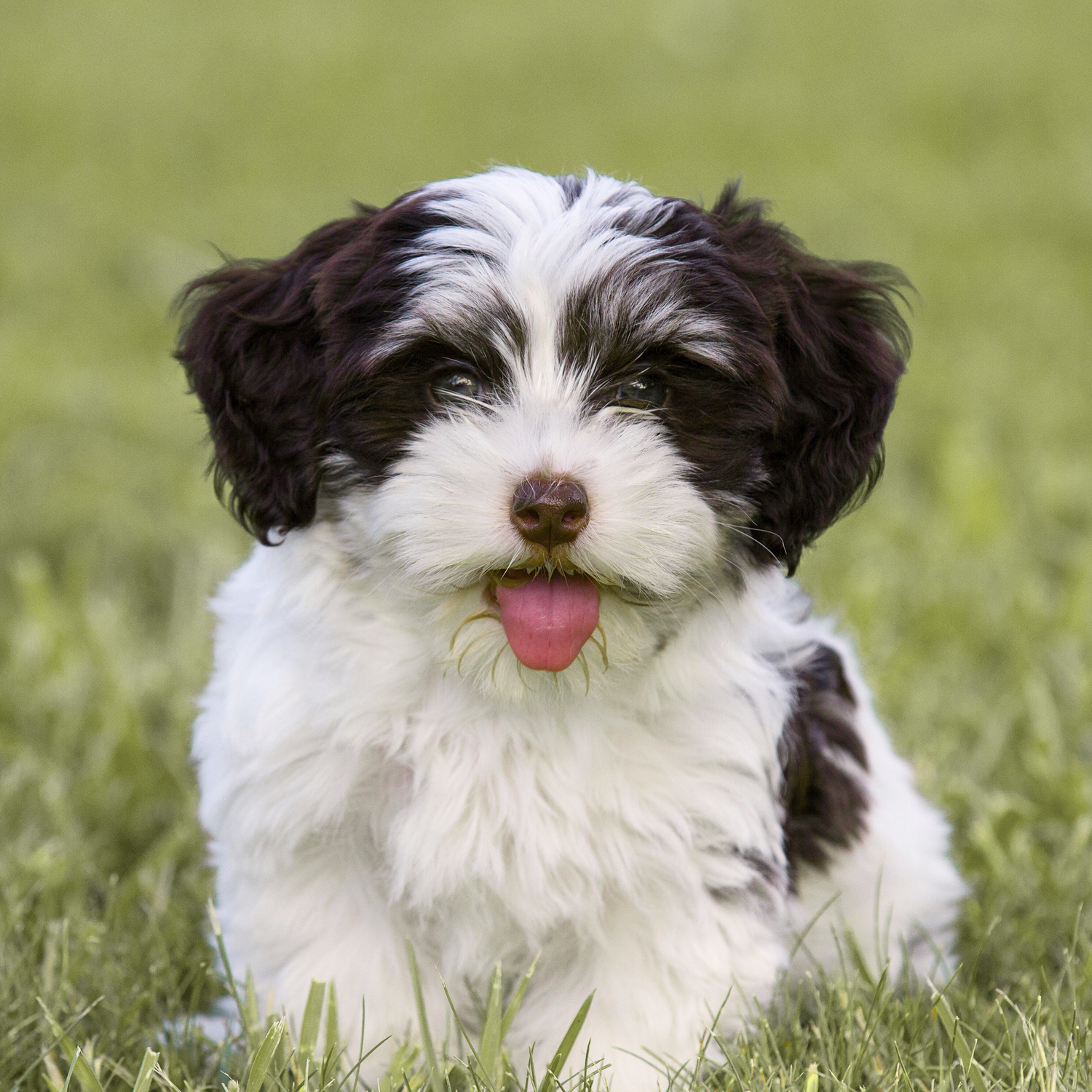 Havanese