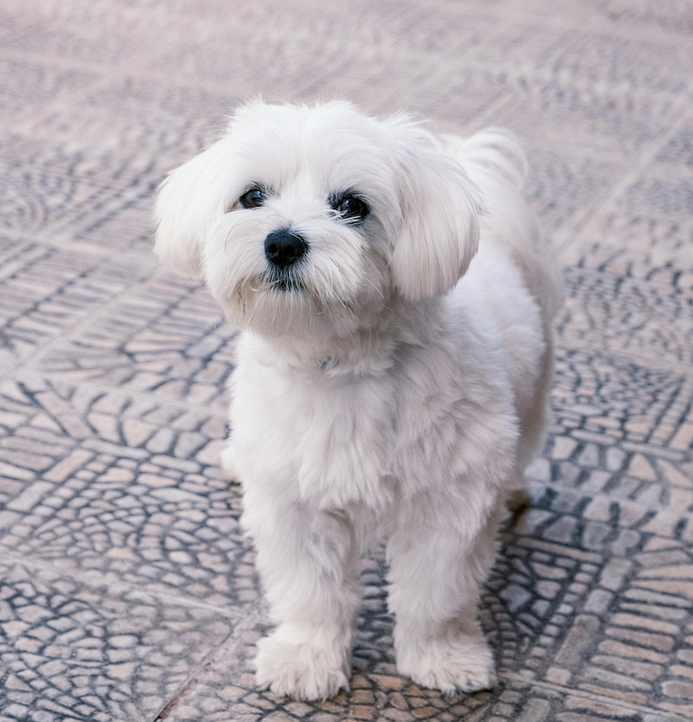 Maltese
