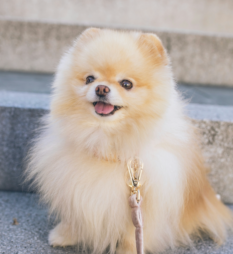 Pomeranians