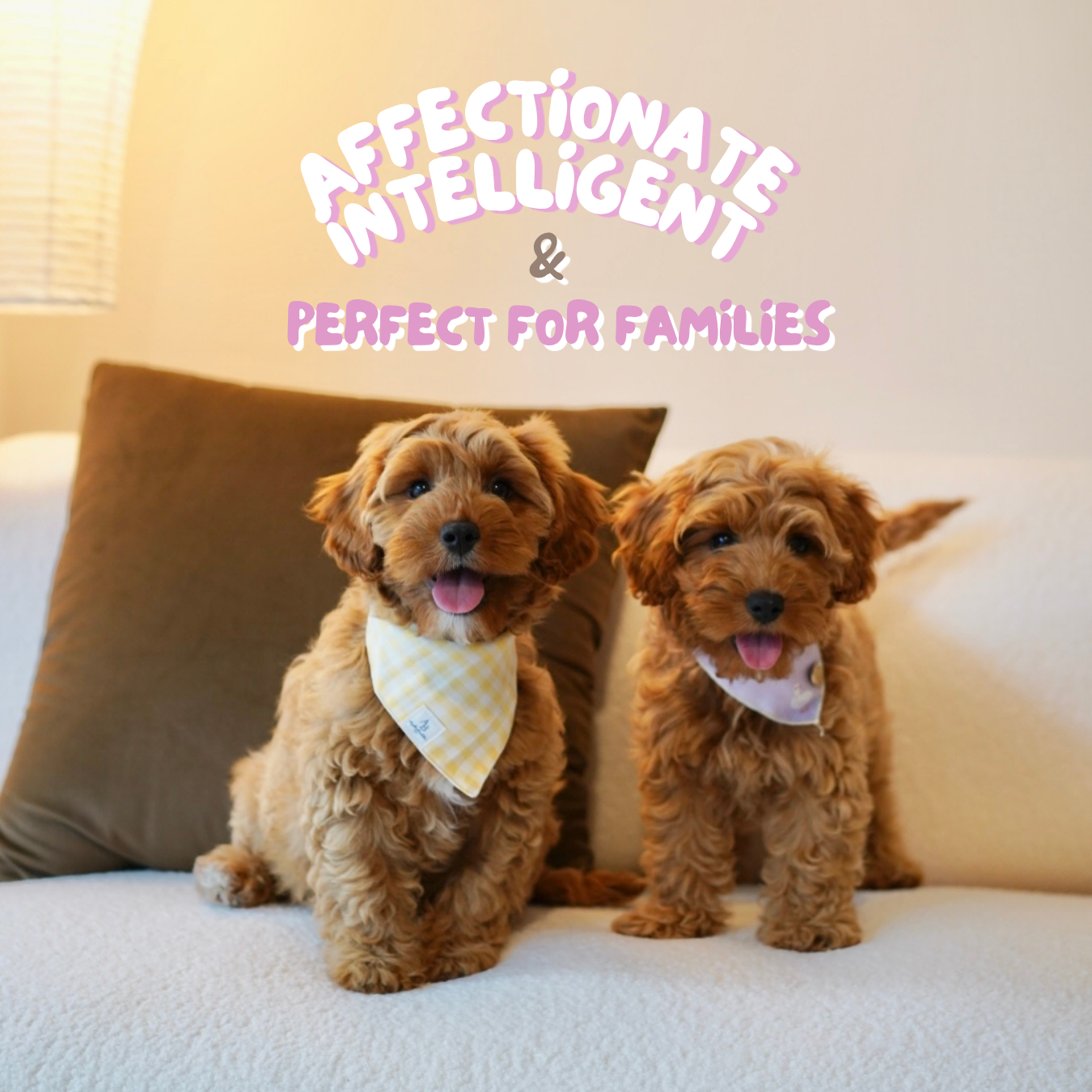 Peppa (F1 Female Cavapoo - Australia 🇦🇺) Found A Loving Home 🏡 | DNA Tested Parents 🧬