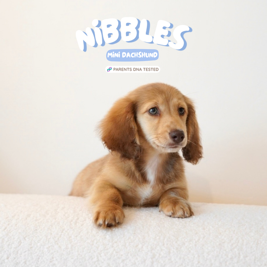 Nibbles (Mini Dachshund - Australia 🇦🇺) | Open for Reservations | DNA Tested Parents 🧬
