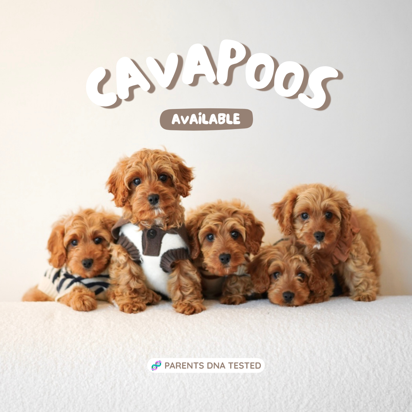 Amber (F1 Female Cavapoo - Australia 🇦🇺) | Health Checked + DNA Tested Parents 🧬