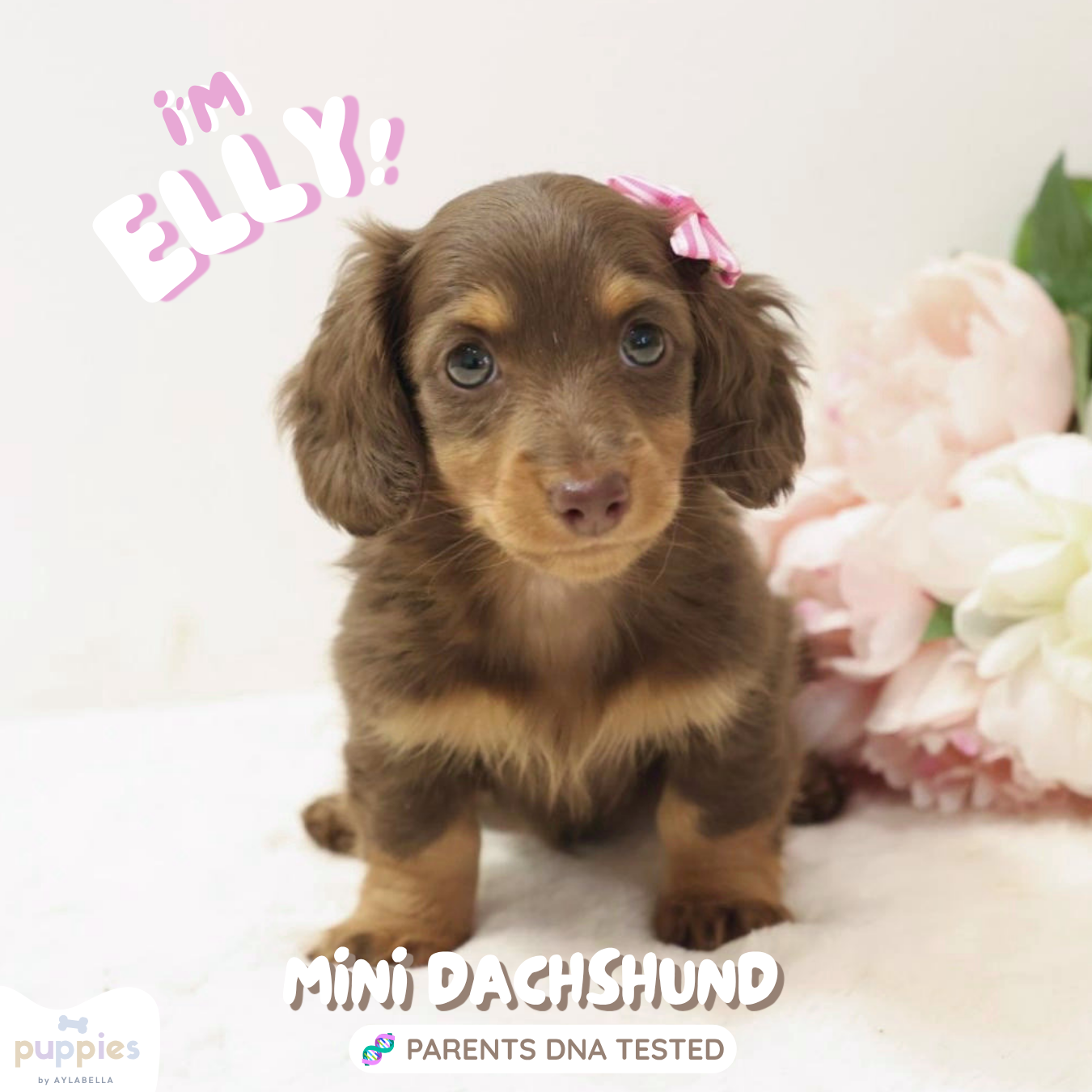 Elly (Female Chocolate and Tan Mini Dachshund - Australia 🇦🇺) Arriving in July | DNA Tested Parents 🧬