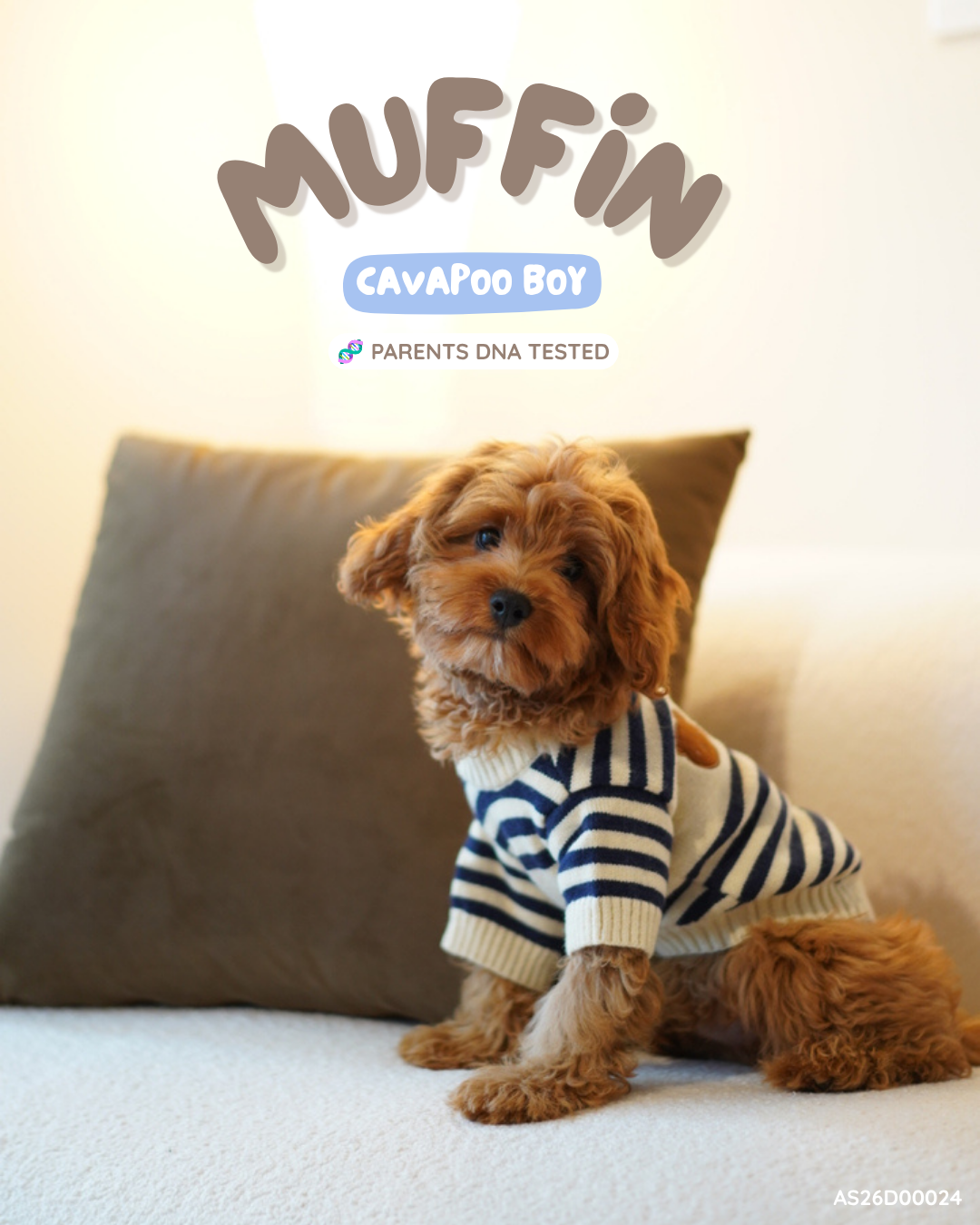 Muffin (F1 Cavapoo Boy - Australia 🇦🇺) Available Now | DNA Tested Parents 🧬