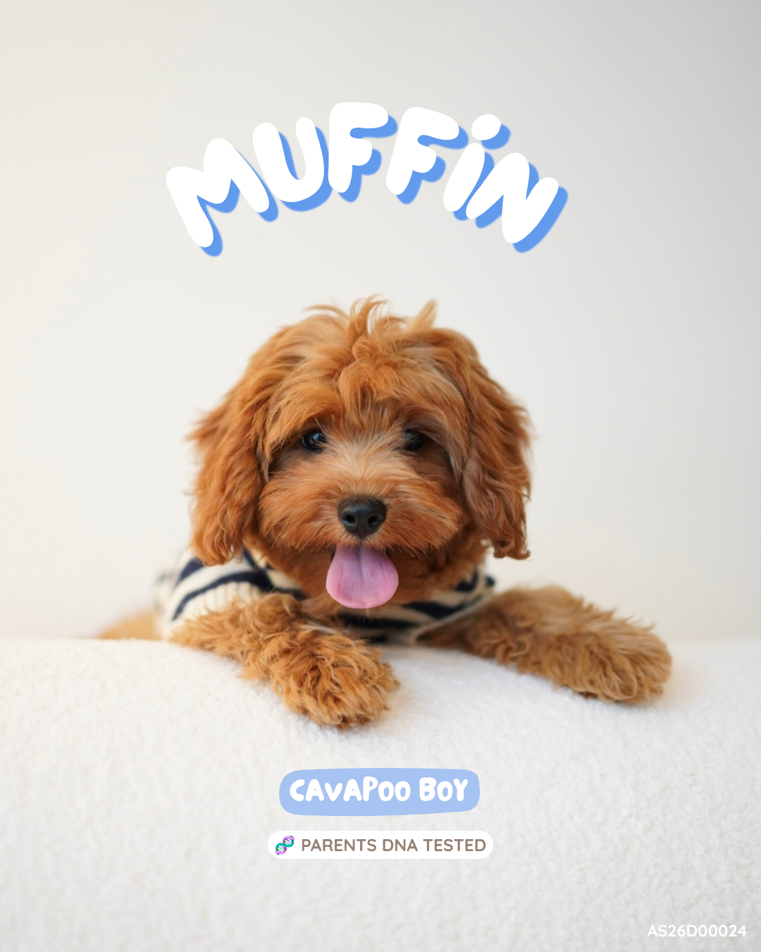 Muffin (F1 Cavapoo Boy - Australia 🇦🇺) Available Now | DNA Tested Parents 🧬