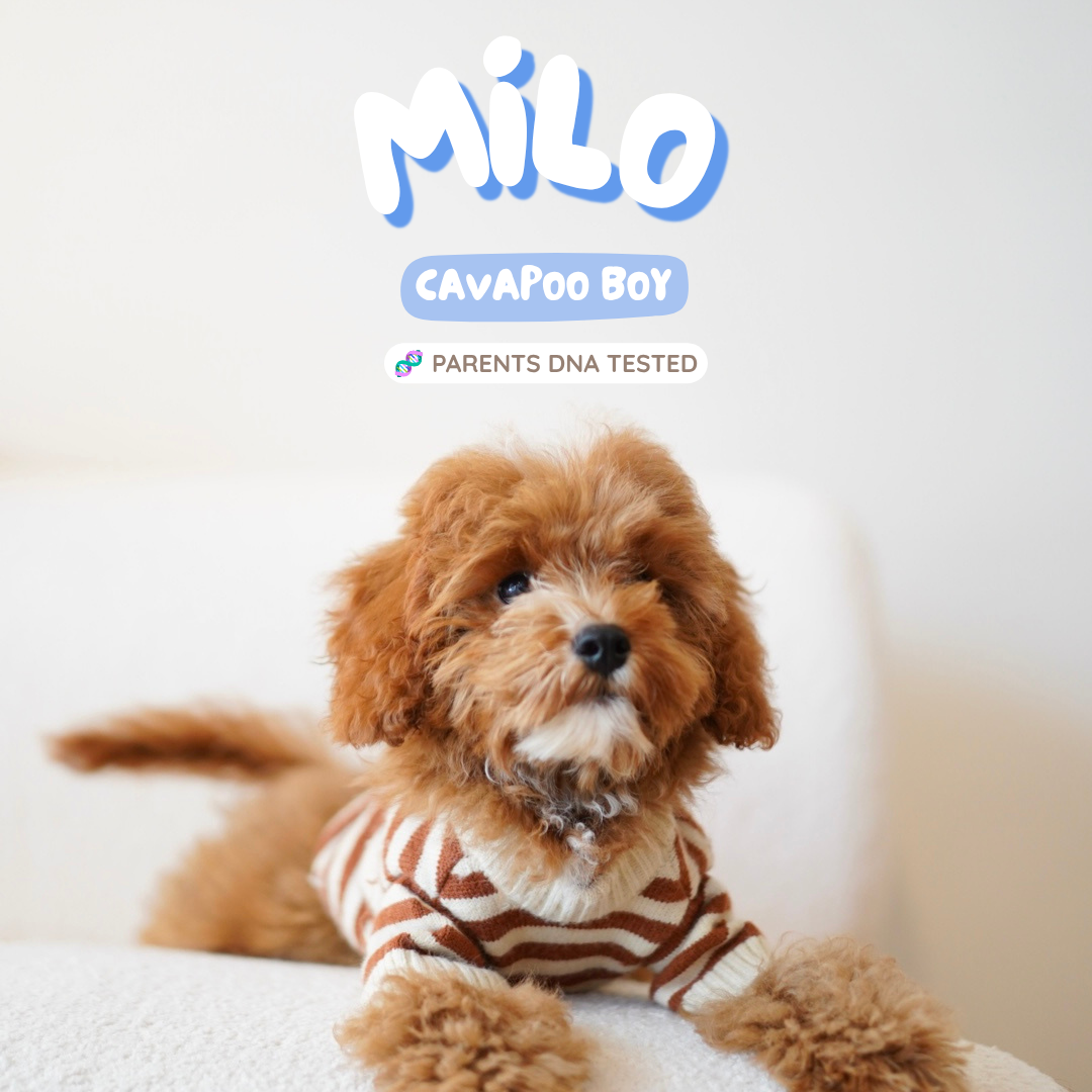 Milo (F1 Cavapoo Boy - Australia 🇦🇺) Available Now| DNA Tested Parents 🧬