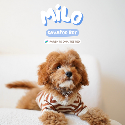 Milo (F1 Cavapoo Boy - Australia 🇦🇺) Available Now| DNA Tested Parents 🧬