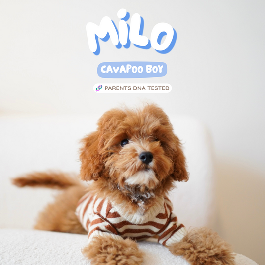 Milo (F1 Cavapoo Boy - Australia 🇦🇺) Available Now| DNA Tested Parents 🧬