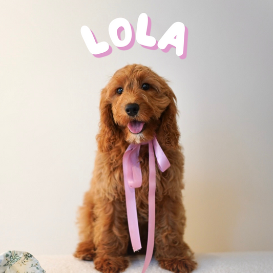 Lola (F1 Cockerpoo Girl - Australia 🇦🇺) Available Now | DNA Tested Parents 🧬