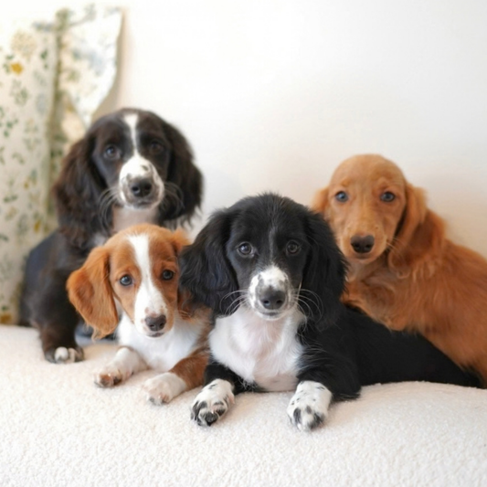 Mochi (Dachshund - Australia 🇦🇺) Toby & Savvy Litter | DNA Tested Parents 🧬