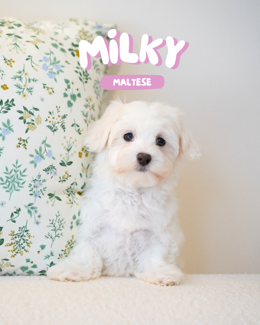 Milky (Female Maltese - Ireland 🇮🇪)