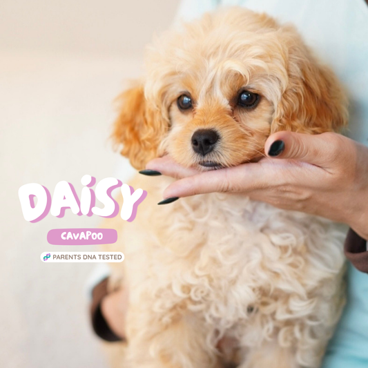 Daisy (F1 Female Cavapoo - Australia 🇦🇺) | Health Checked + DNA Tested Parents 🧬