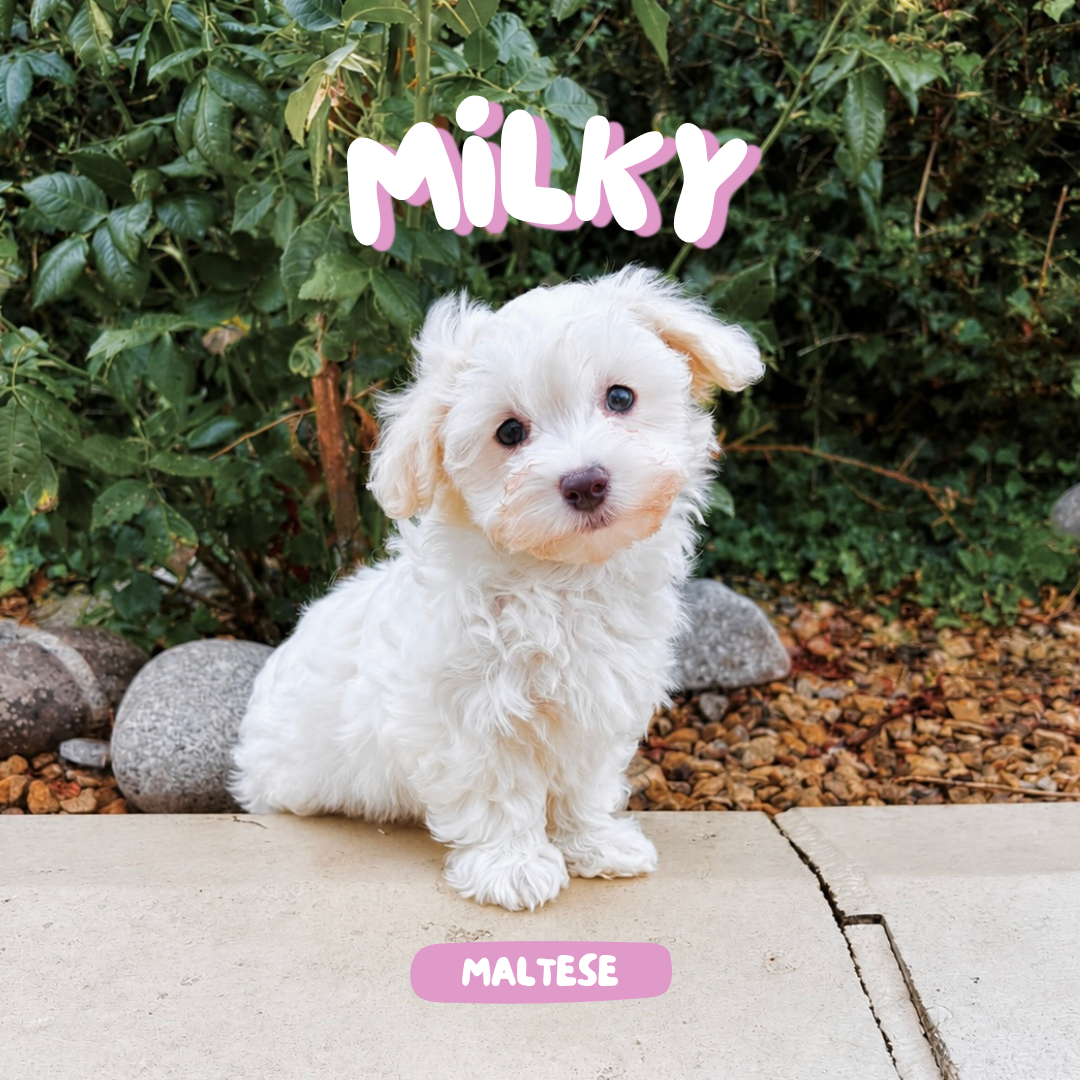 Milky (Female Maltese - Ireland 🇮🇪) | Open for Reservations