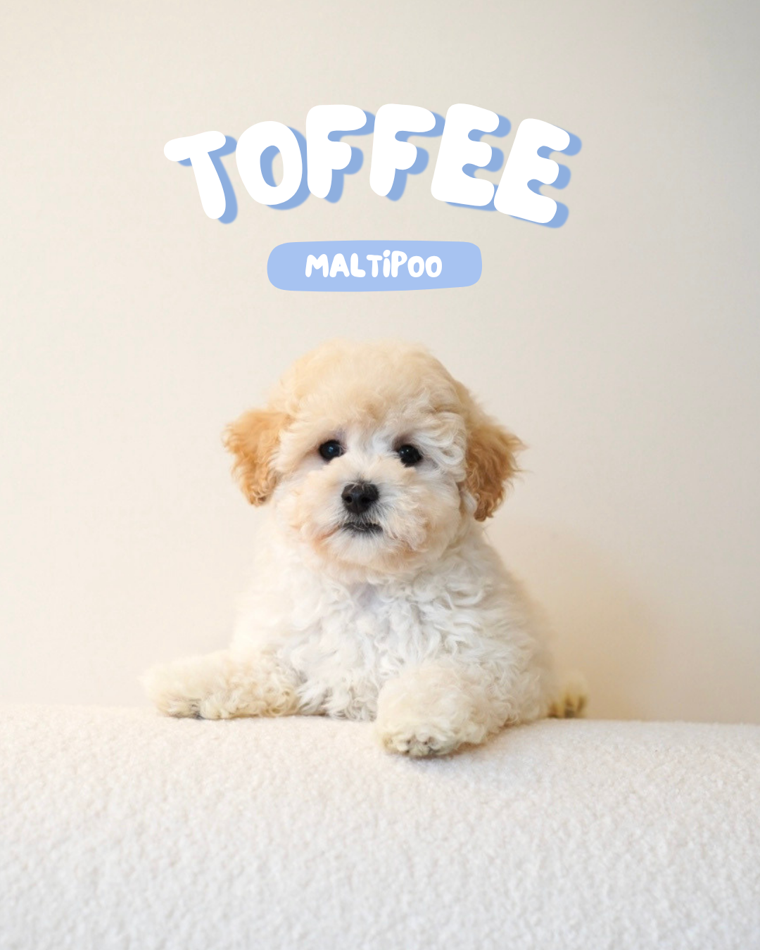 Toffee (Male Maltipoo - Ireland 🇮🇪)