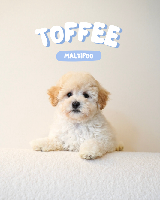 Toffee (Male Maltipoo - Ireland 🇮🇪)