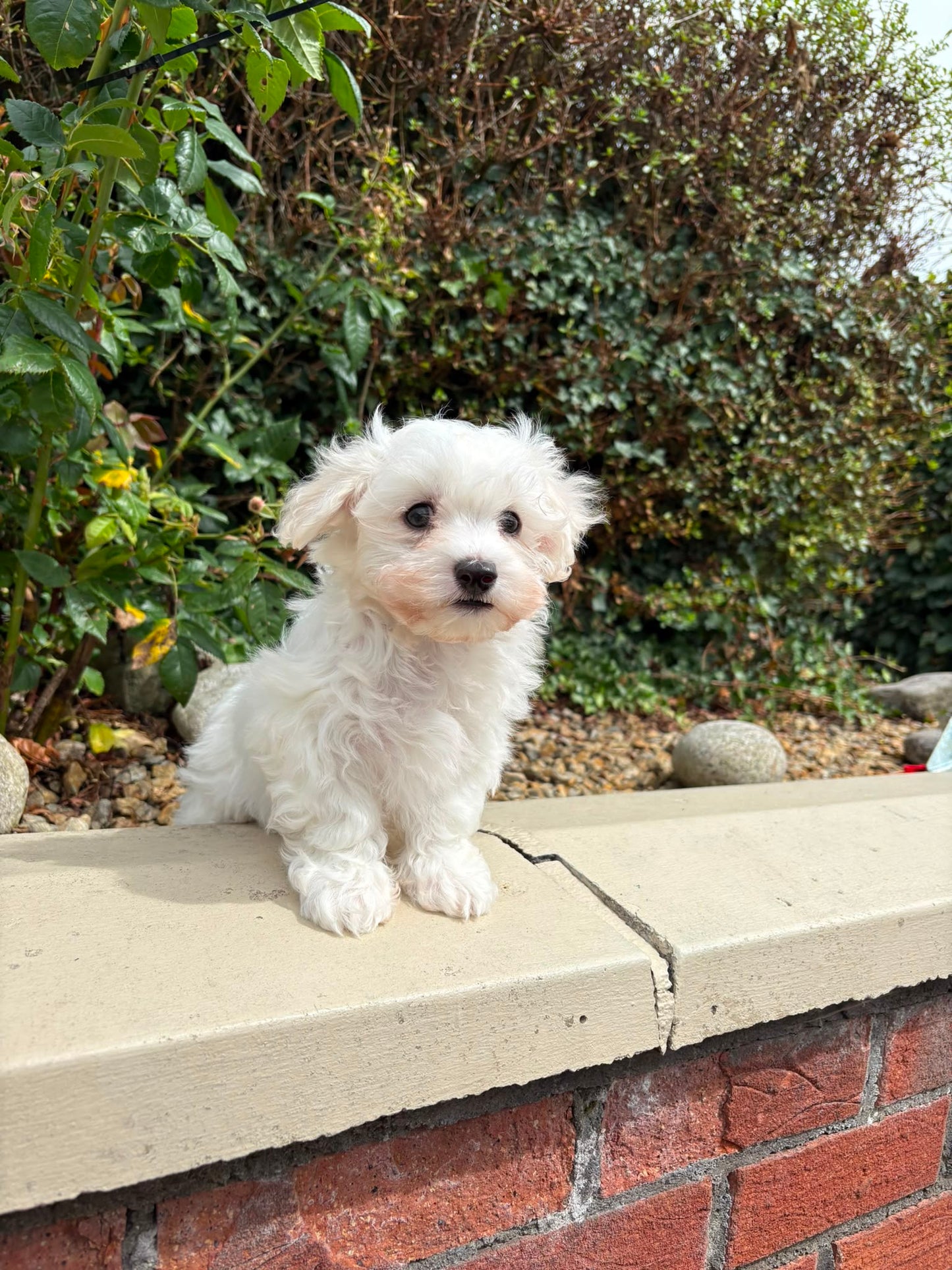 Bubu (Male Maltese - Ireland 🇮🇪) | Open for Reservations