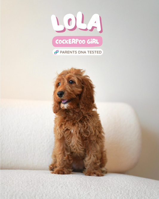 Lola (F1 Cockerpoo Girl - Australia 🇦🇺) Available Now | DNA Tested Parents 🧬