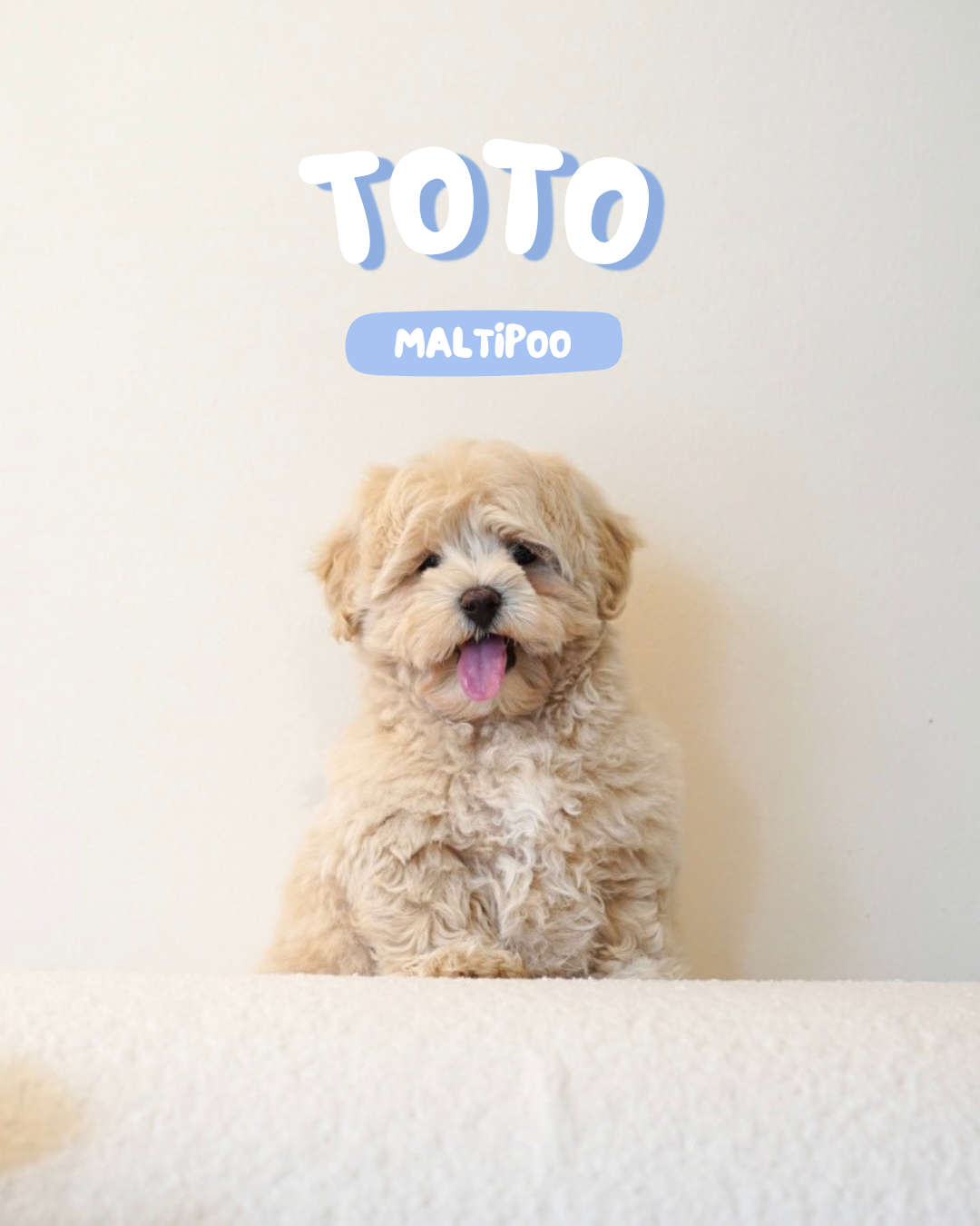Toto (Male Maltipoo - Ireland 🇮🇪)