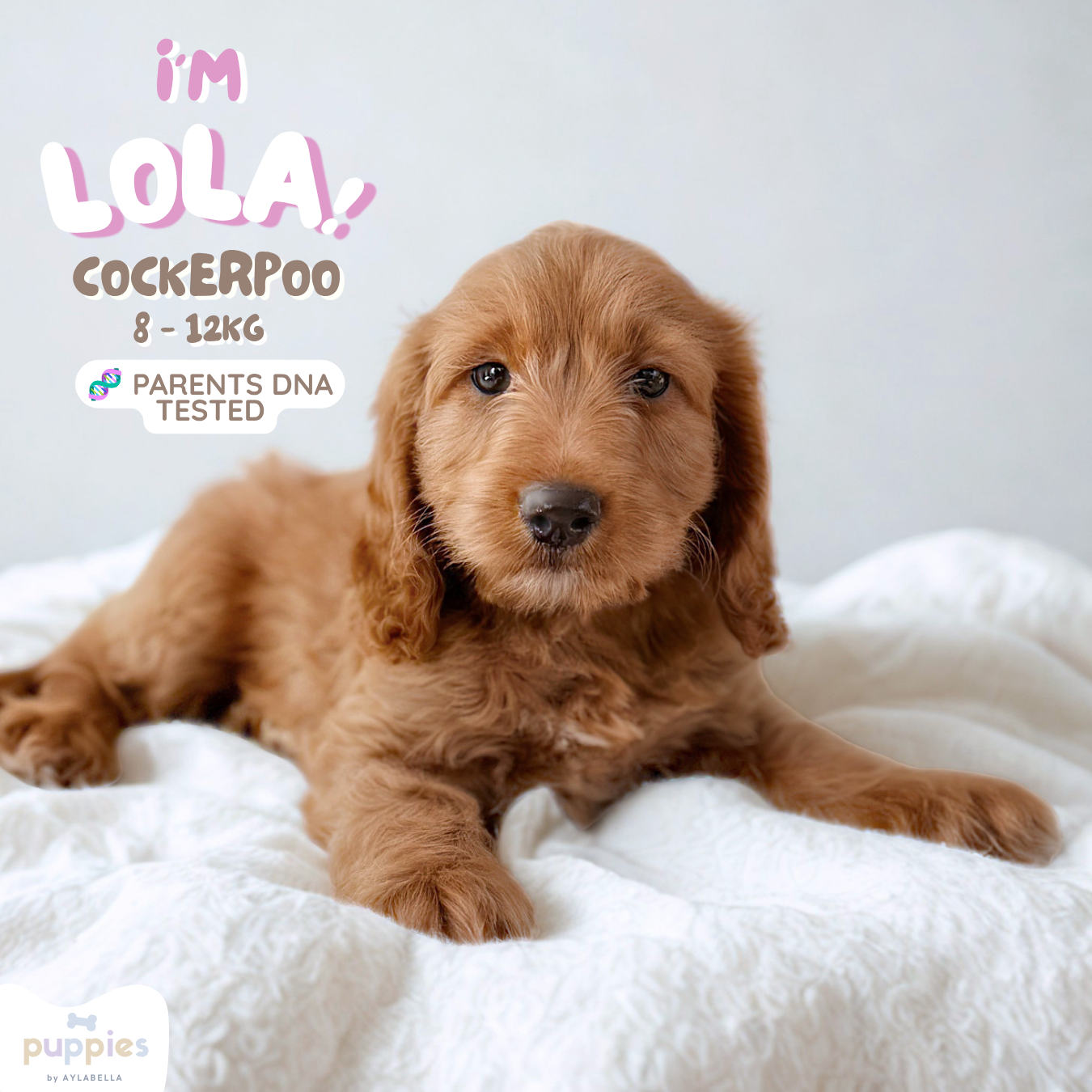 Lola (F1 Cockerpoo Girl - Australia 🇦🇺) Arriving in July | DNA Tested Parents 🧬