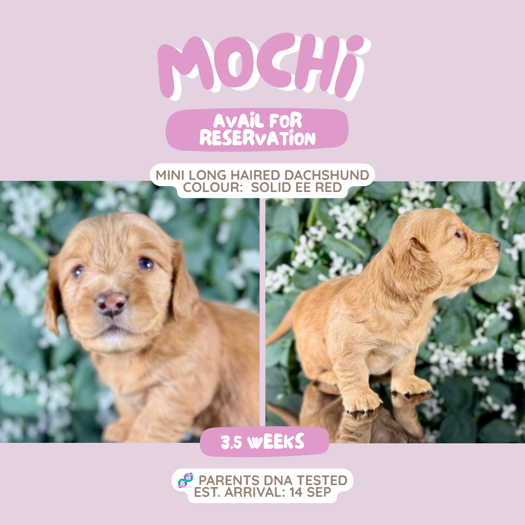 Mochi (Mini Dachshund - Australia 🇦🇺) Toby & Savvy Litter | Open for Reservations | DNA Tested Parents 🧬
